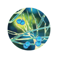 150 mg of Poly-D,L-Lactic Acid (PDLLA)