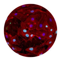 Peptide Complex